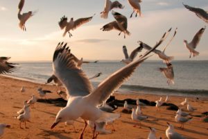 gulls, Flock, Shore, Sea, Bokeh