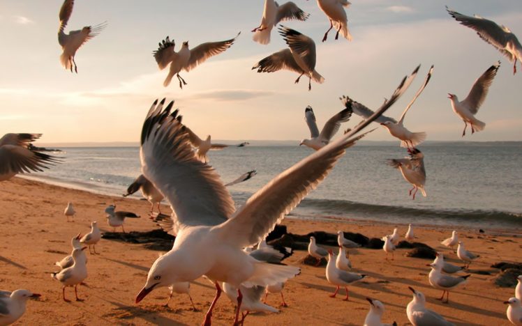 gulls, Flock, Shore, Sea, Bokeh HD Wallpaper Desktop Background
