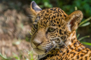 jaguar, Cub, Cat, Wild, Cat, Muzzle, Baby