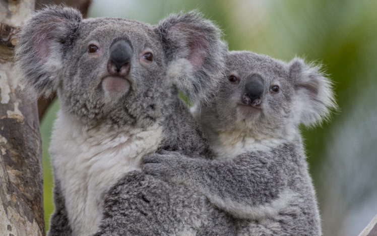 koala, Baby, H HD Wallpaper Desktop Background