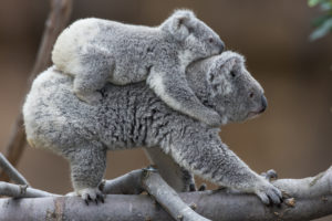 koala, Baby, H