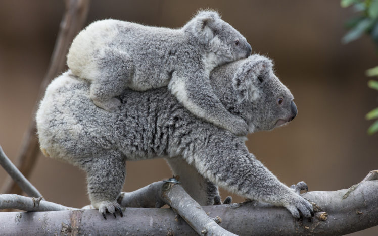 koala, Baby, H HD Wallpaper Desktop Background