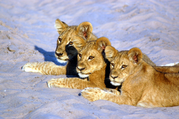 lion, Predator, Battle, Cub, Baby, T HD Wallpaper Desktop Background