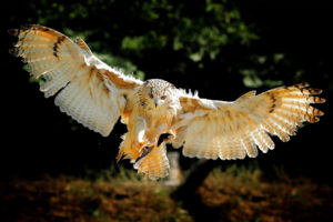 owl, Bird, Flying, Wings