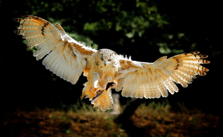 owl, Bird, Flying, Wings HD Wallpaper Desktop Background