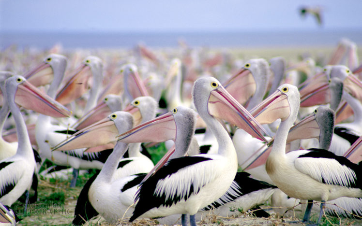pelican, Bird HD Wallpaper Desktop Background