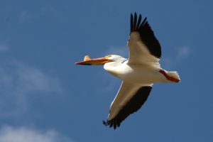 pelican, Bird
