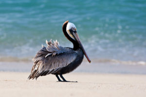 pelican, Bird, Beach