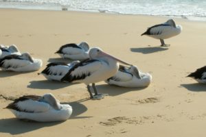 pelican, Bird, Beach