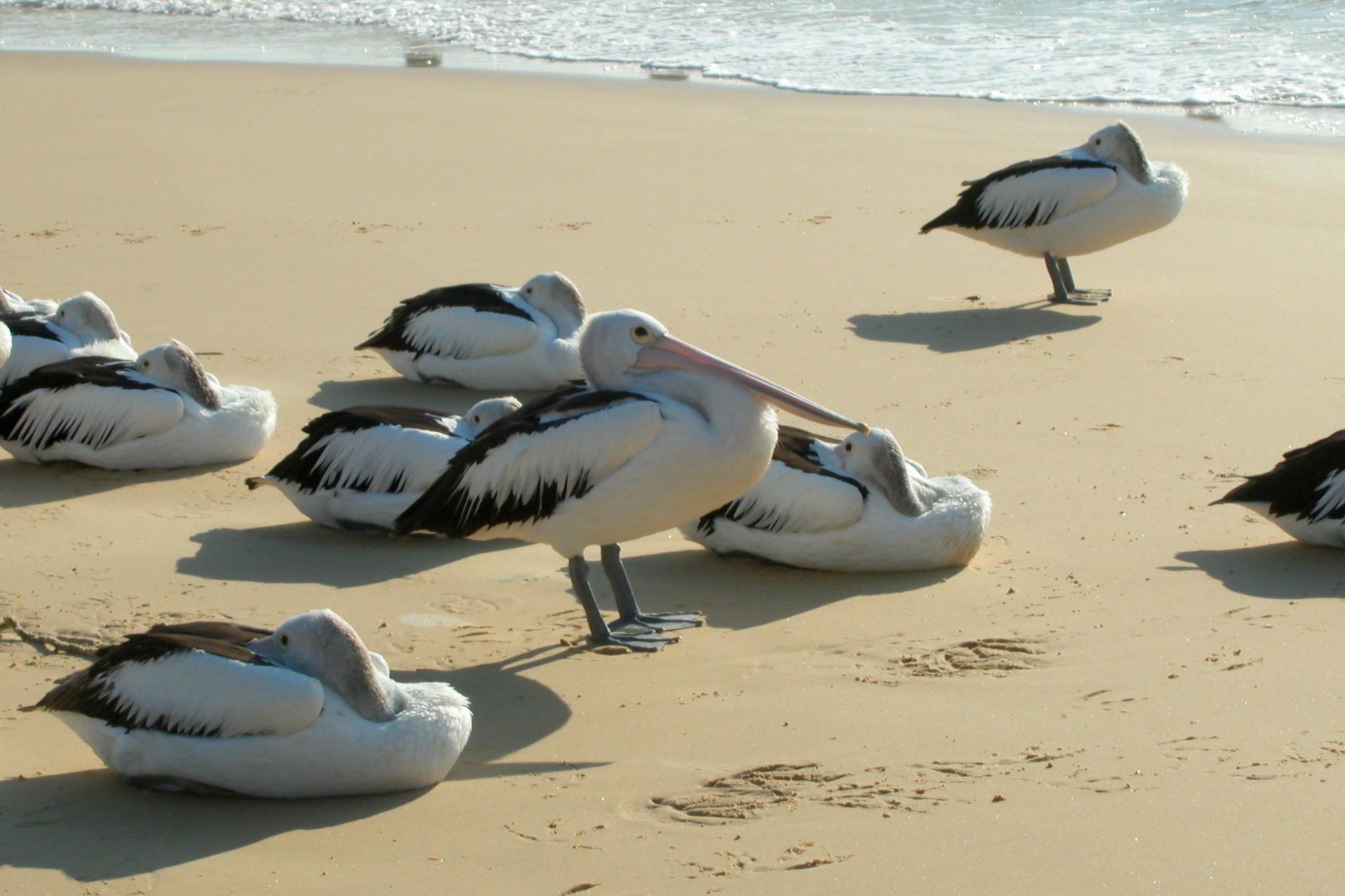 pelican, Bird, Beach Wallpaper
