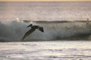 pelican, Bird, Ocean, Waves