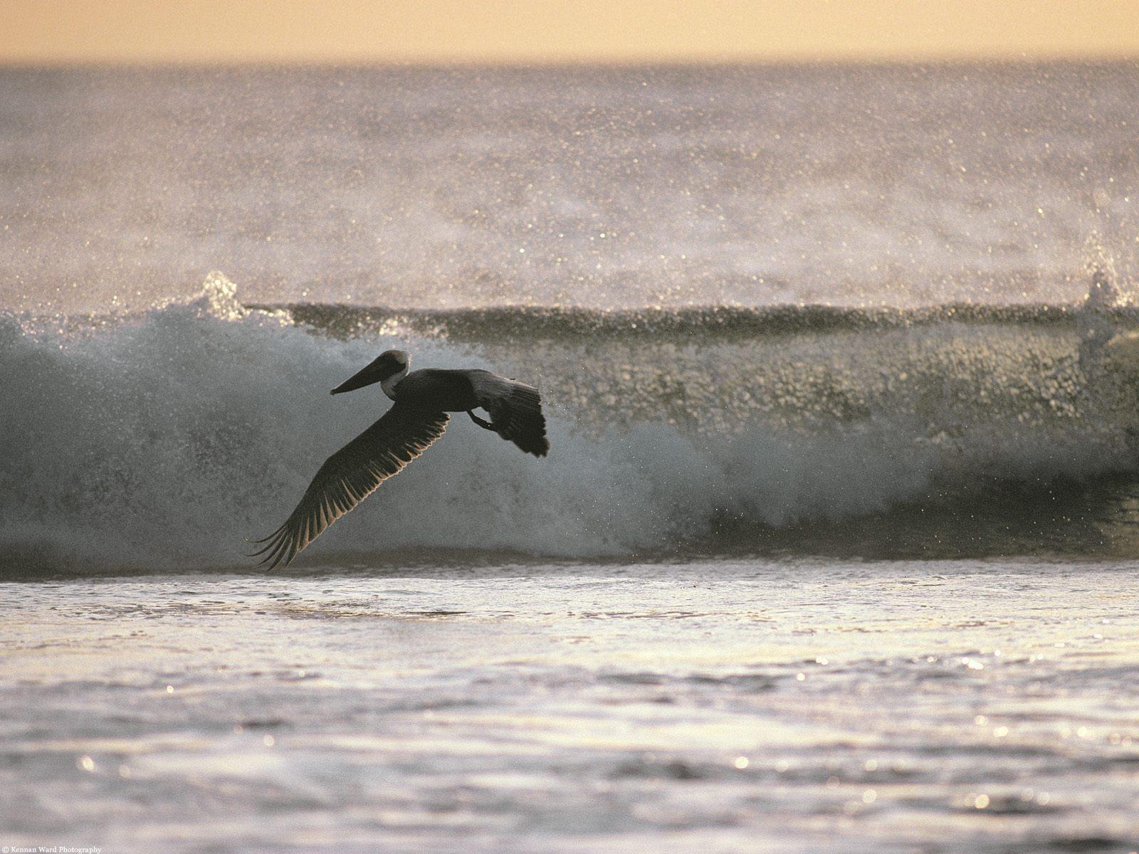 pelican, Bird, Ocean, Waves Wallpaper