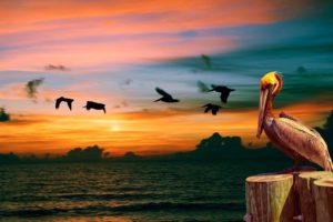 pelican, Bird, Sunset, Ocean