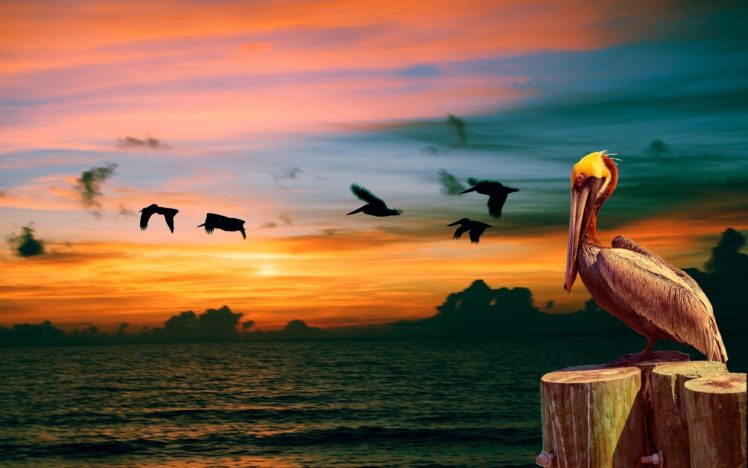 pelican, Bird, Sunset, Ocean HD Wallpaper Desktop Background