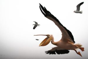 pelican, Seagull, Flying, Beak