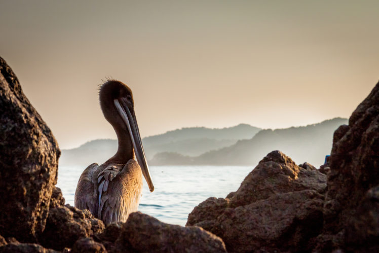 pelican HD Wallpaper Desktop Background