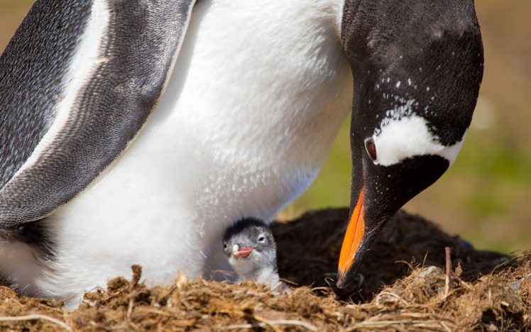 penguin, Nest, Baby, Chick HD Wallpaper Desktop Background