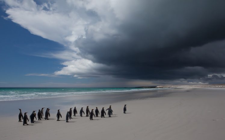penguins, Flock, Ocean, Beach, Cloud HD Wallpaper Desktop Background