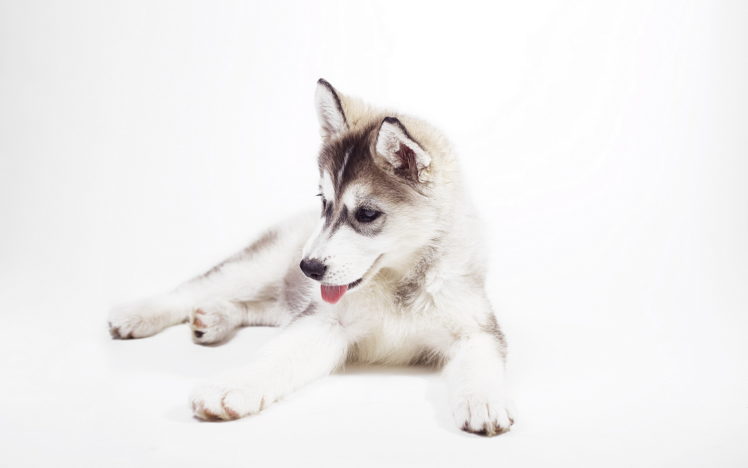 sweet, Husky, Puppy, Siberian, Husky HD Wallpaper Desktop Background