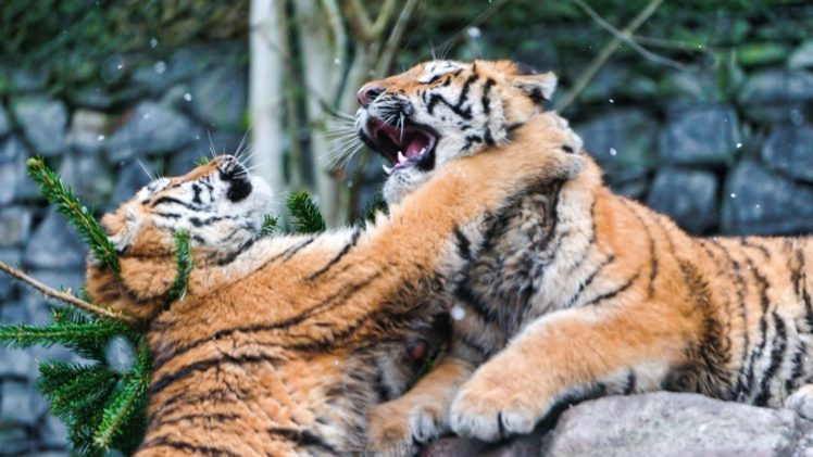 tiger, Predator, Cub, Baby, Winter, F HD Wallpaper Desktop Background