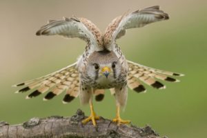 wings, Eyes, Falcon