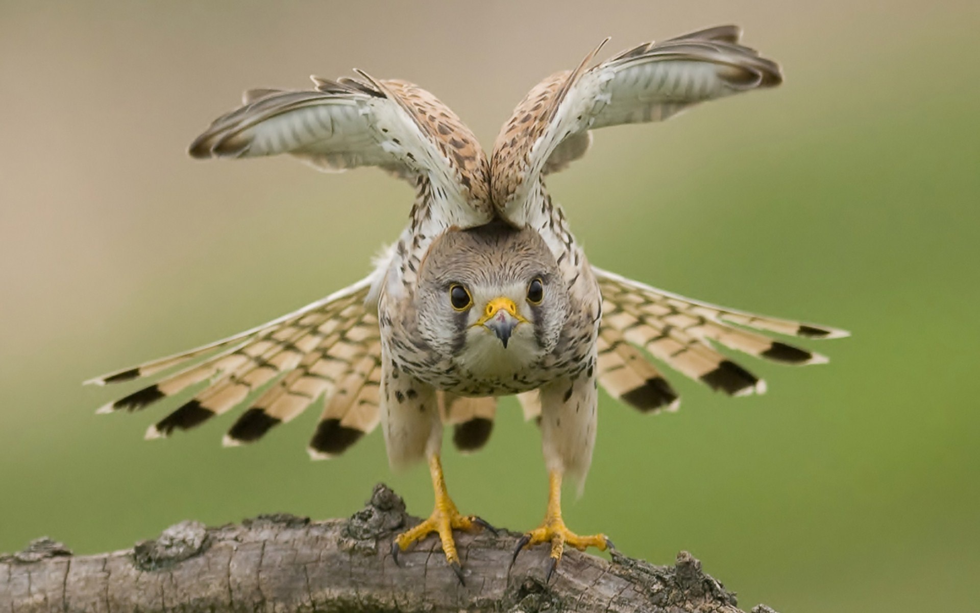 wings, Eyes, Falcon Wallpaper