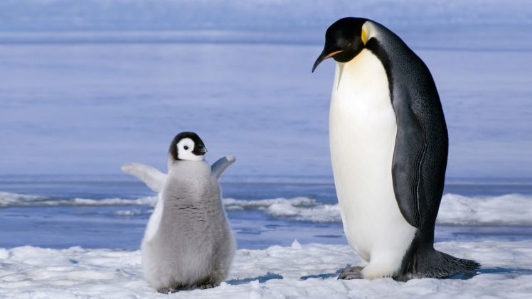 nature, Penguin, Baby, Ice, Animal, Hd, Wallpaper HD Wallpaper Desktop Background