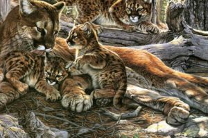 nature, Family, Animals, Puma, Wild, Animals, Mountain, Lions, Cougar