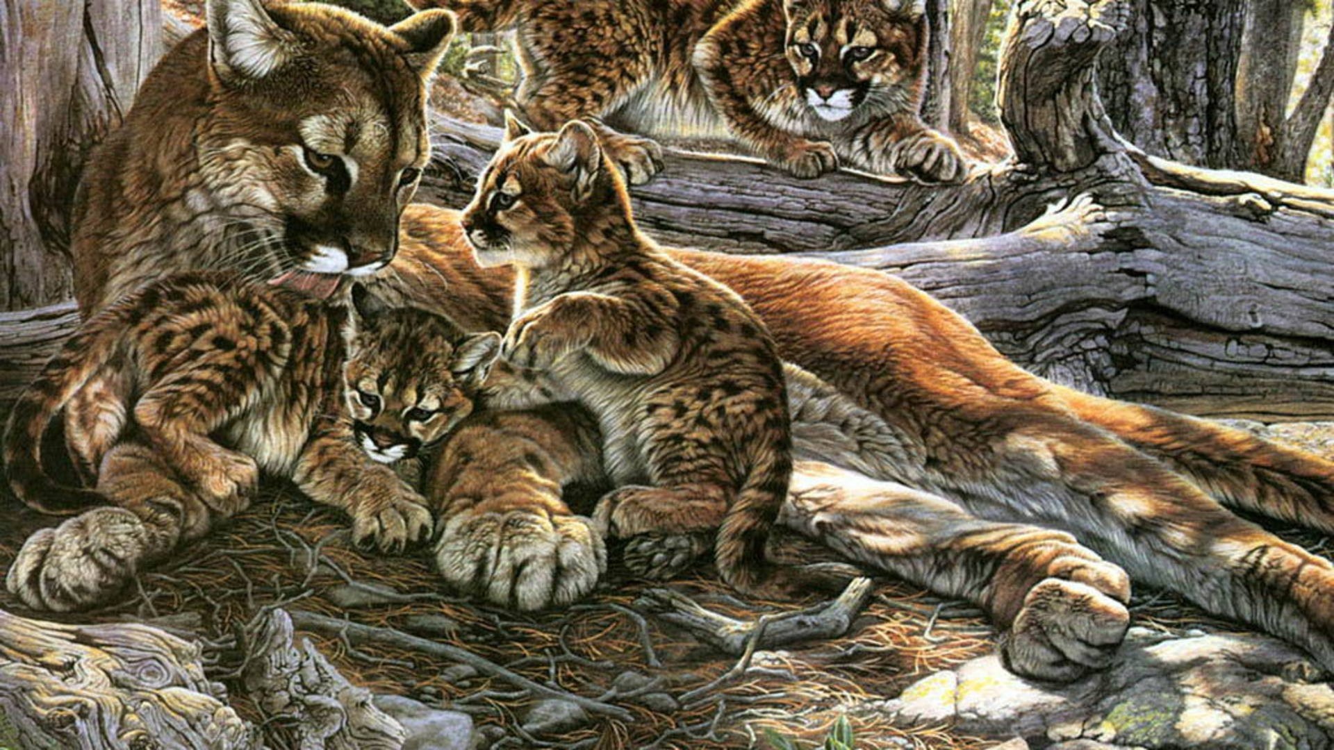 nature, Family, Animals, Puma, Wild, Animals, Mountain, Lions, Cougar