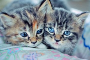 cats, Blue, Eyes, Animals