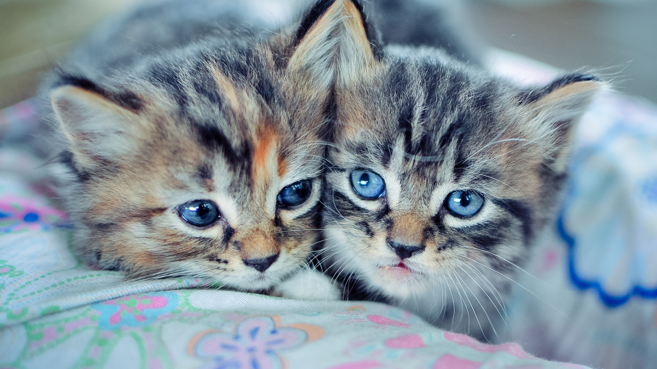 cats, Blue, Eyes, Animals Wallpaper