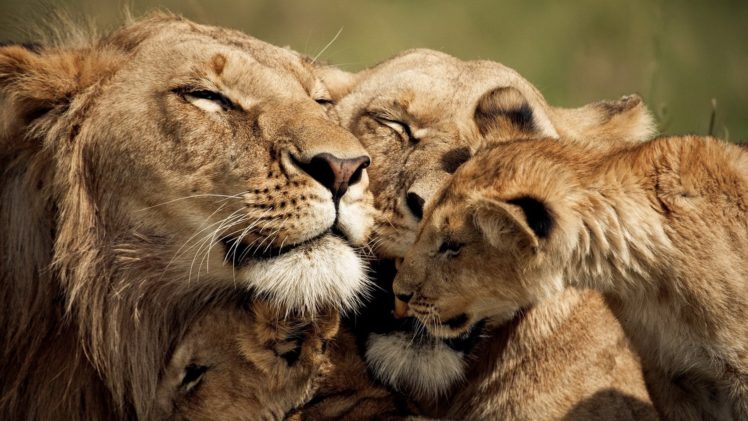 nature, Animals, Lions, Baby, Animals HD Wallpaper Desktop Background