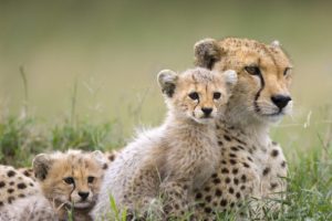 animals, Cheetahs, Baby, Animals