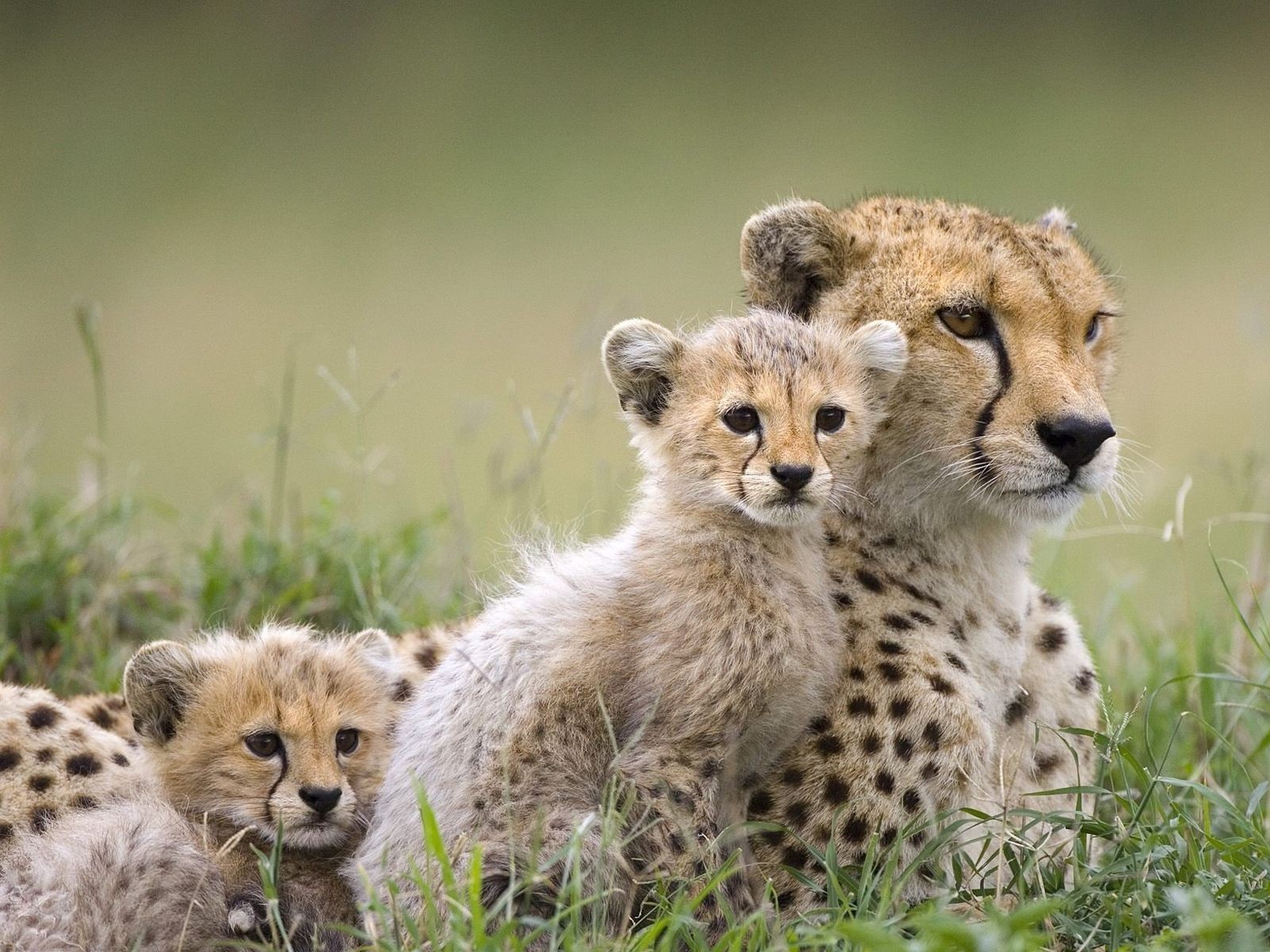 animals, Cheetahs, Baby, Animals Wallpaper