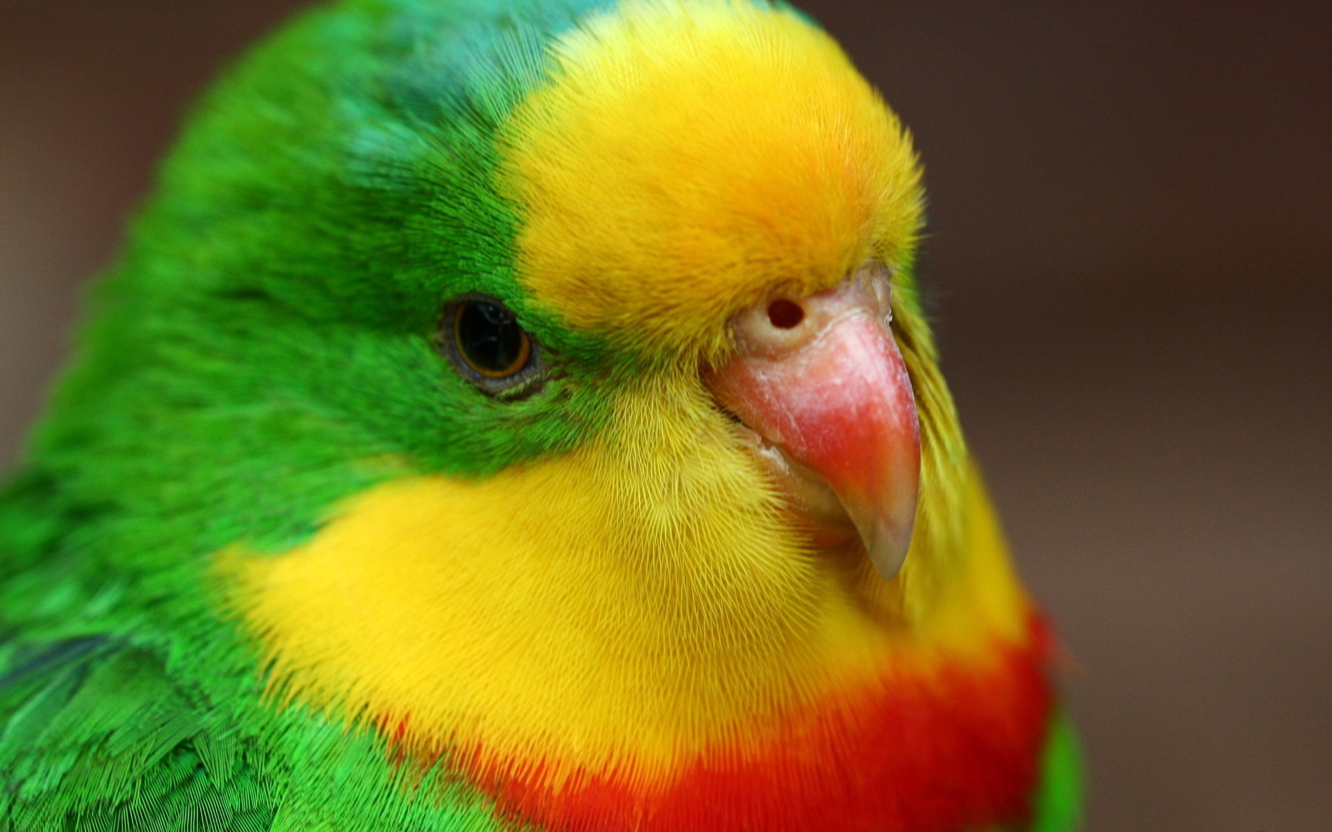 close up, Birds, Animals, Parrots Wallpaper