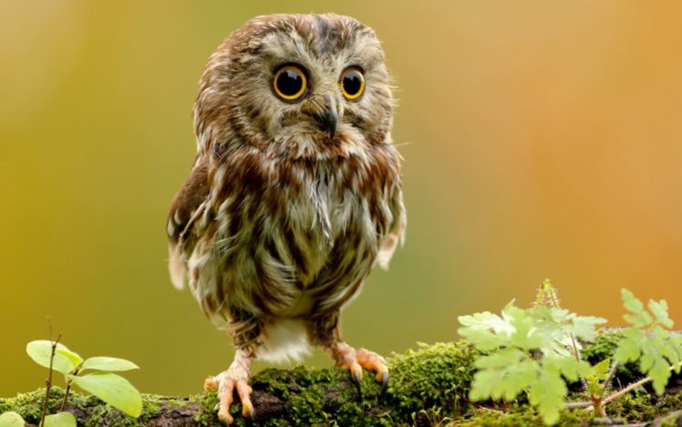 nature, Animals, Plants, Owls, Big, Eyes HD Wallpaper Desktop Background