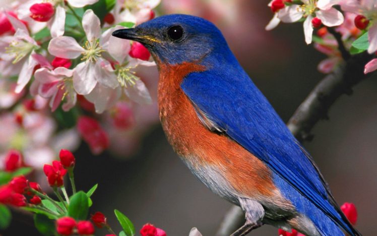 birds, Bluebirds HD Wallpaper Desktop Background