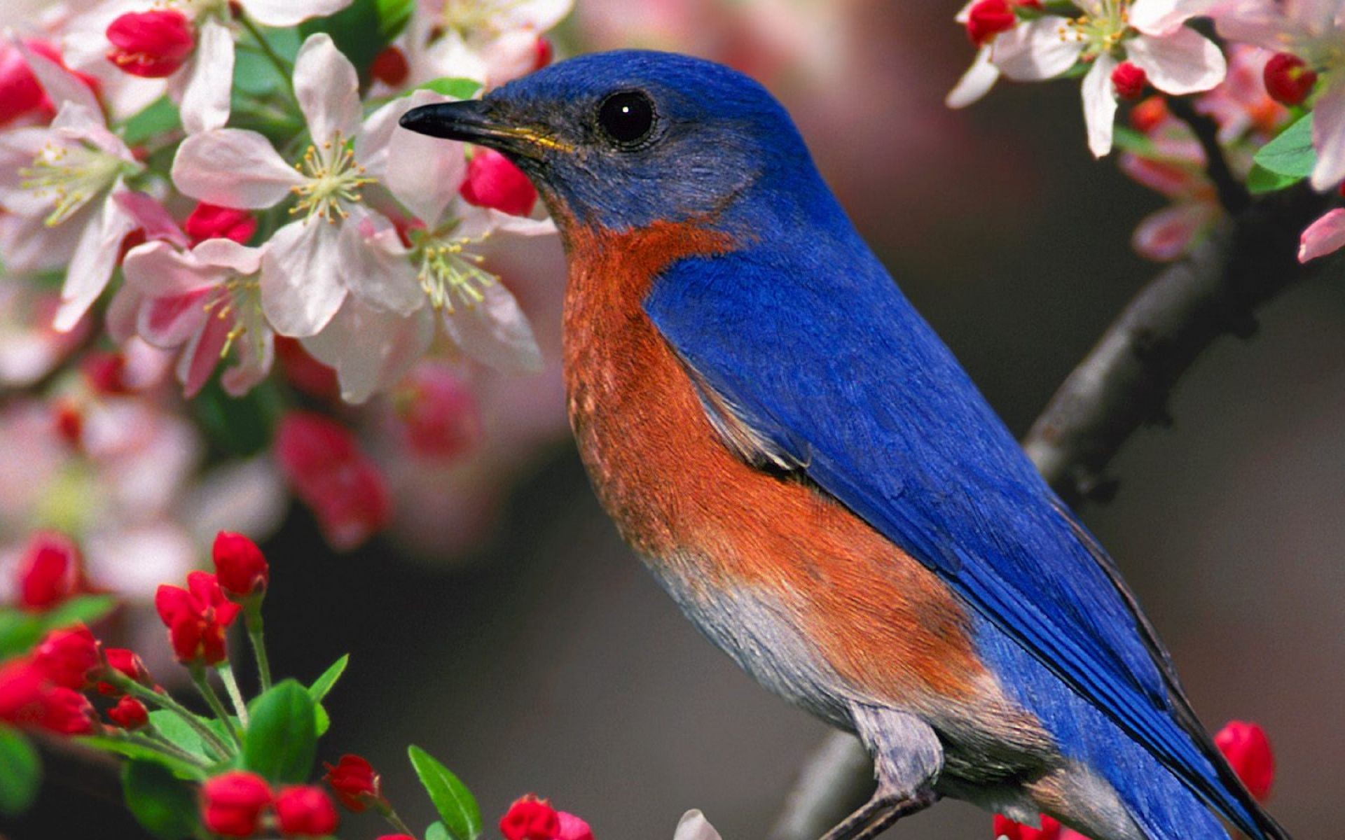 birds, Bluebirds Wallpaper