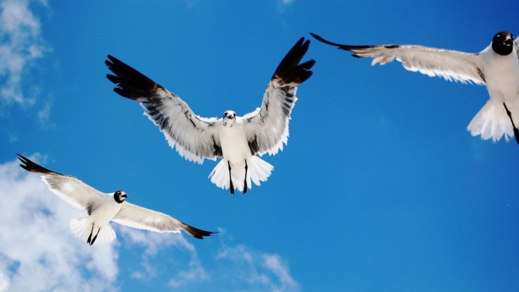 nature, Birds, Seagulls HD Wallpaper Desktop Background