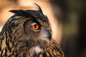 bird, Owl, Profile