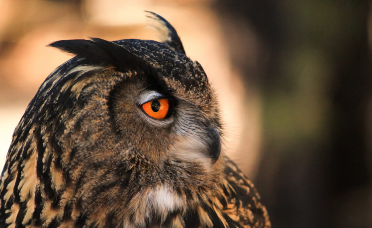 bird, Owl, Profile HD Wallpaper Desktop Background