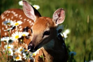 deer, Baby, Flowers, Daisies