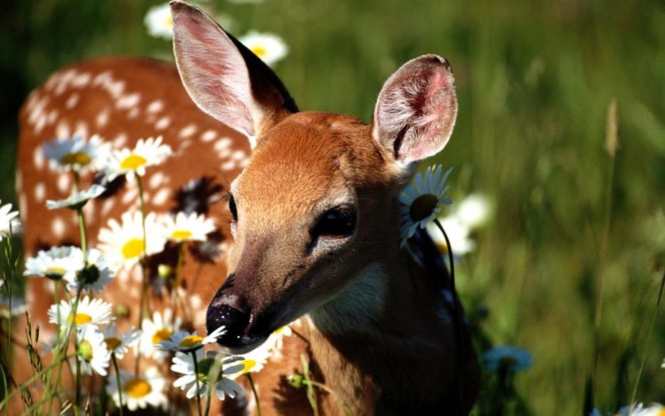 deer, Baby, Flowers, Daisies HD Wallpaper Desktop Background