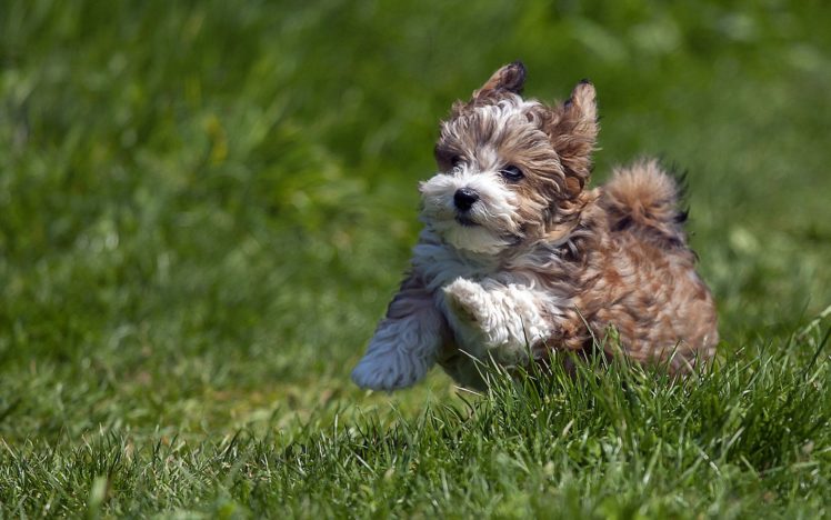 puppy, Running, Grass HD Wallpaper Desktop Background