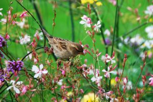 nature, Birds, Sparrow, Wildflowers