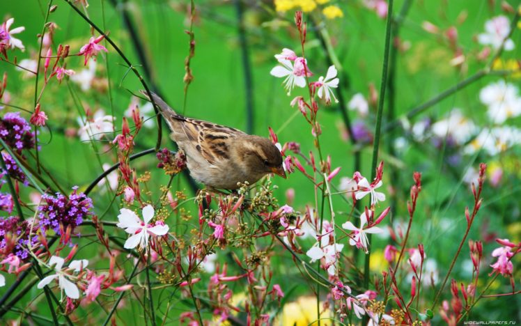 nature, Birds, Sparrow, Wildflowers HD Wallpaper Desktop Background