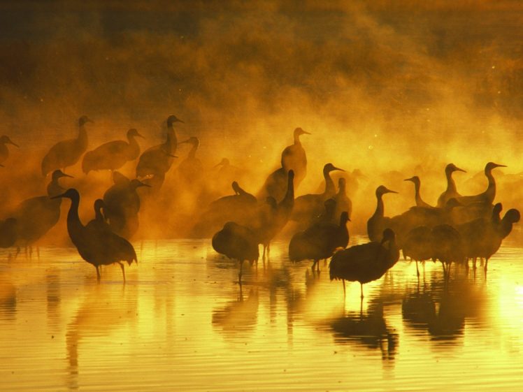 sand, Birds, Fog, Cranes HD Wallpaper Desktop Background