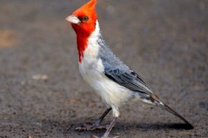 nature, Birds, Cardinal