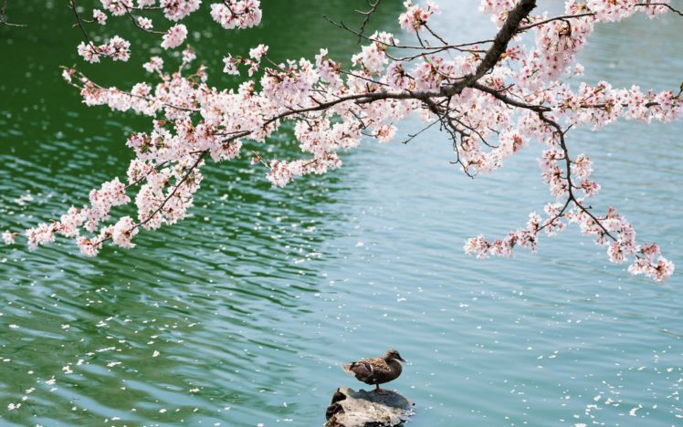nature, Pink, Sakura HD Wallpaper Desktop Background
