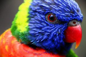 birds, Parrots, Rainbow, Lorikeets